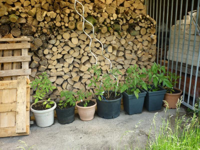 P1040738.JPG