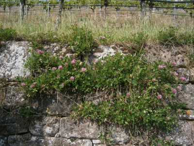 geigersberg mai 17 006.JPG