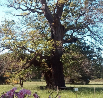 Wolfsgarten Eiche.JPG