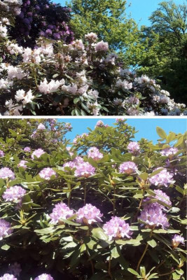 Wolfsgarten Rhodos a.JPG