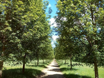 Wolfsgarten Lindenallee.JPG