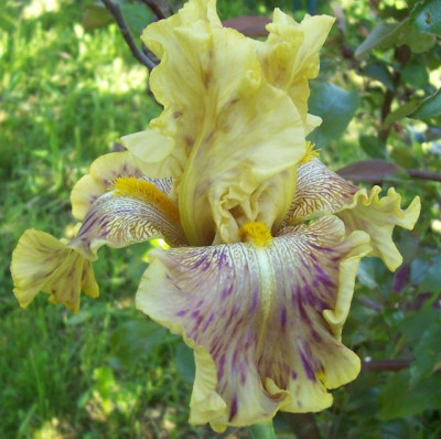 100_7080 Juhrs senfgelbe Broken Color.jpg