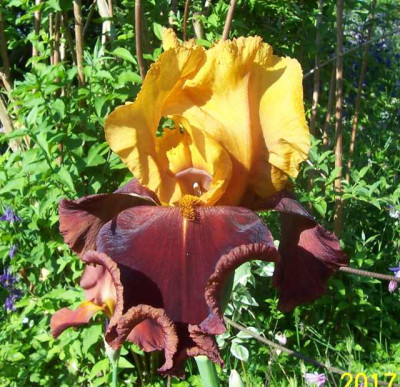 100_7086 Supreme Sultan.jpg