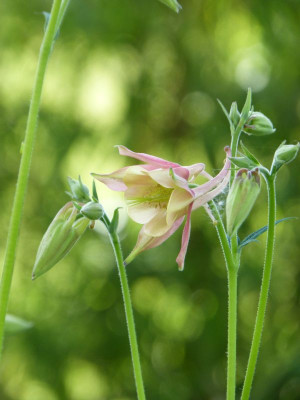 2017-05-23 Aquilegia.jpg