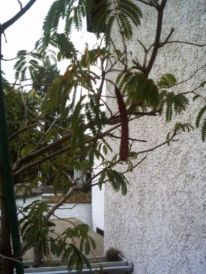 angebl._Jacaranda.jpg