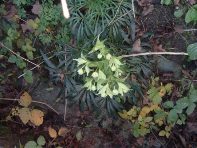 Wild-Helleborus.jpg