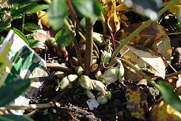 Helleborus.JPG1.JPG