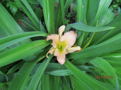 IMG_3165 Stella_s Ruffled Fingers small.jpg