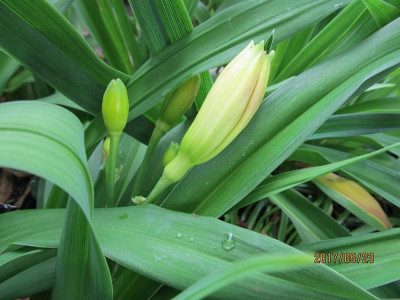 IMG_3176.Tutankhamun smalljpg.jpg