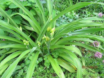 IMG_3182 Taffeta Mist small.jpg