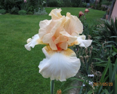 IMG_3158 small.jpg