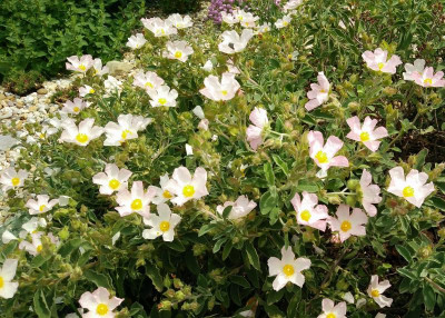 Cistus_lgp_230517-1.jpg
