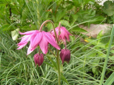 Aquilegia_Firewheel.jpg
