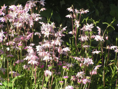 Aquilegia_clematiflora_pi.jpg
