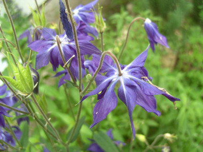 Aquilegia_clematiflora_blau.jpg
