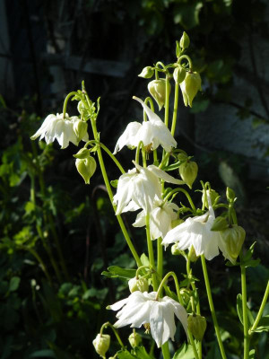 Aquilegia_clematiflora_alba55.jpg