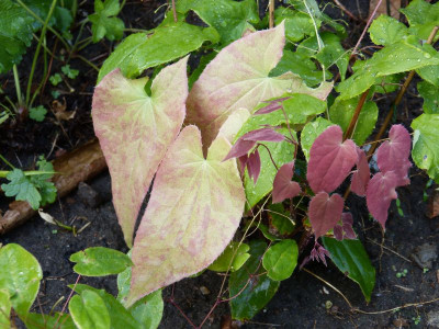 2017-05-24 Epimedium 'Royal Purple'.jpg