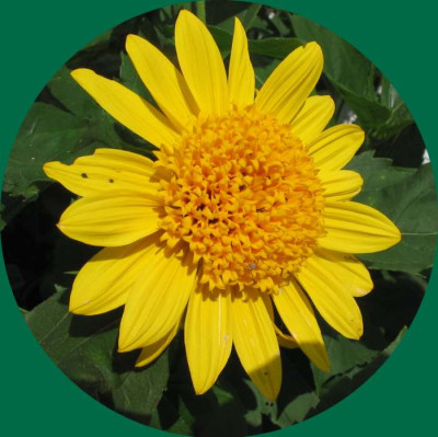 Staudensonnenblume.jpg