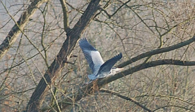 Reiher-22_12_2006.jpg