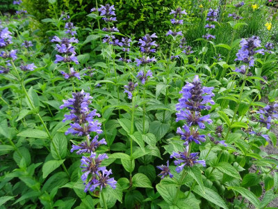 Nepeta kubanica Mai 2017.JPG