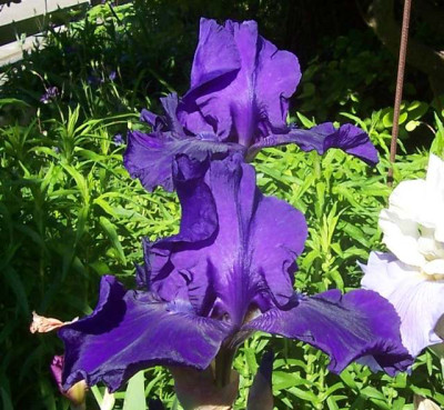 100_7102 Indigo Prince.jpg