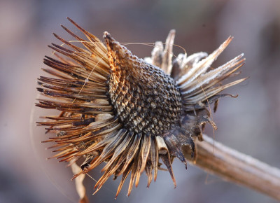 Raureif-Echinacea-12-2006.jpg