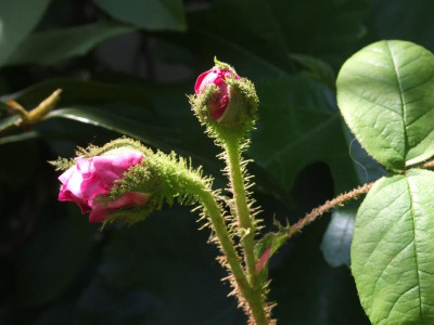 DSCF3825.JPG