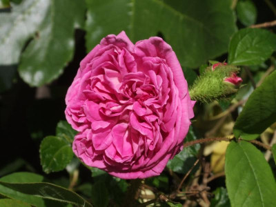 DSCF3854.JPG