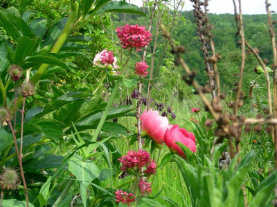 Centranthus ruber Pink Hawaiian Coral DSCN9161.JPG