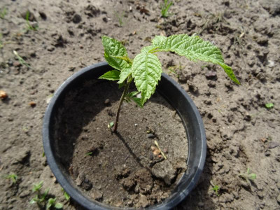 Juglans microcarpa Germination May 2017.JPG
