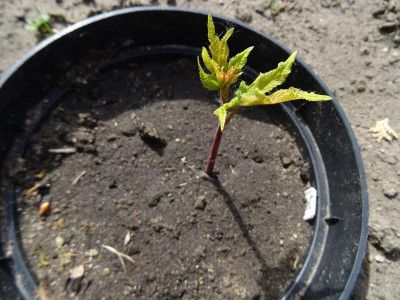 Juglans cinerea Germination May 2017.JPG