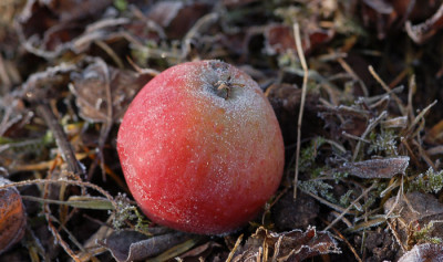 Raureif-Apfel-12-2006.jpg