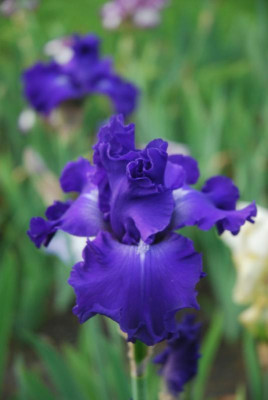 D3534.JPG