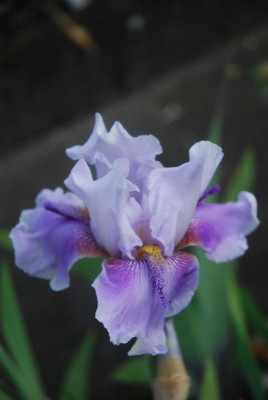 D3540 (Large).JPG