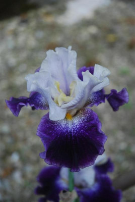 D3554 (Large).JPG