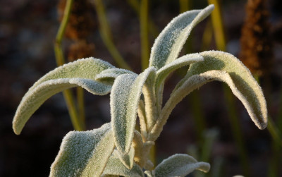 Raureif-Phlomis-fruticosa.jpg