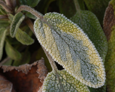Raureif-Salvia-12-2006.jpg