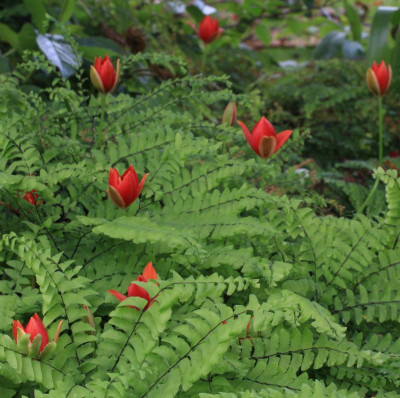 GidW - Tulipa sprengerii.jpg