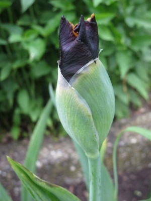 Iris barb. elat.jpg