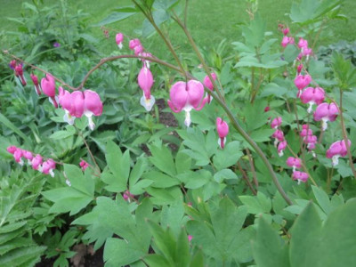 Lamprocapnos spectabilis_5148.jpg