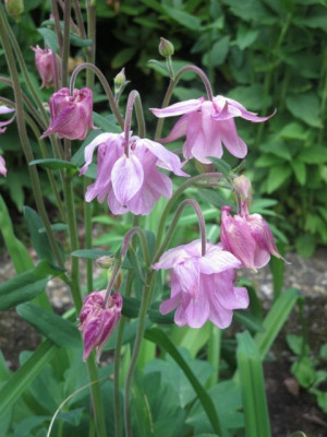Aquilegia rosa_5154.jpg