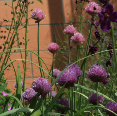 GidW - Allium schoenoprasum.jpg
