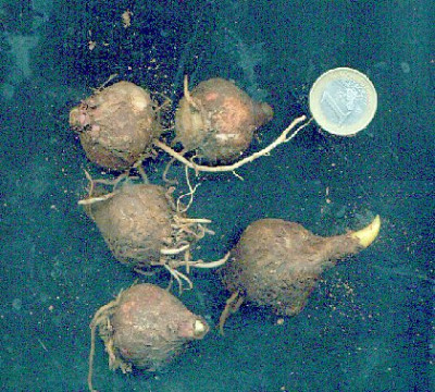 lampascioni.jpg