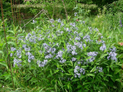 Amsonia tabernaemontana subsp. salicifolia DSCN9137.JPG
