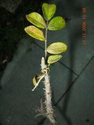 zweig_mit_blatt1.jpg