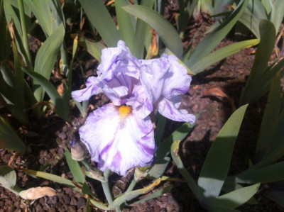 Iris 'Iris Bohnsack'.jpg