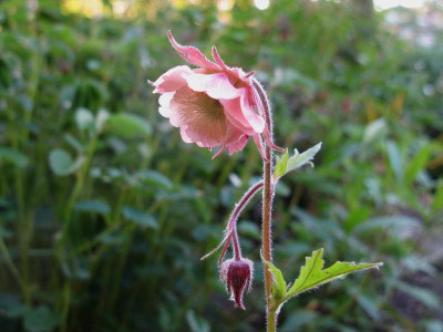 Pink Frills.JPG