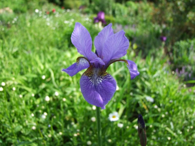Iris sib. My Love.jpg