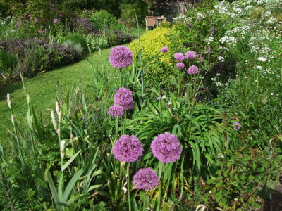 Allium.jpg