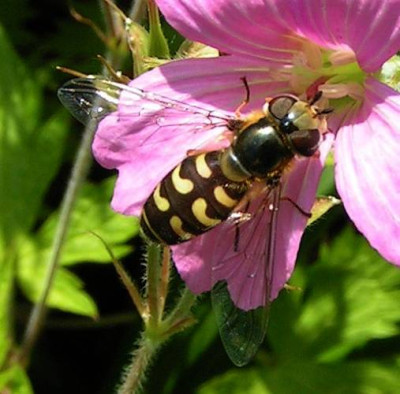 Scaeva_selinitica_-_Fruehe_Grossstirnschwebfliege_w03.jpg